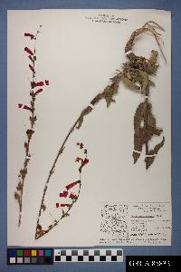 Penstemon eatonii subsp. undosus image